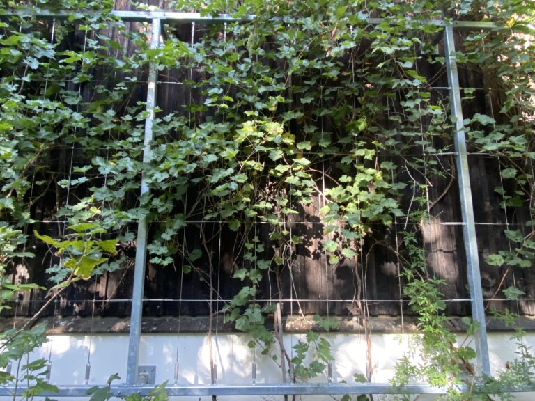 Fassadenbegrünung Betriebshöfe