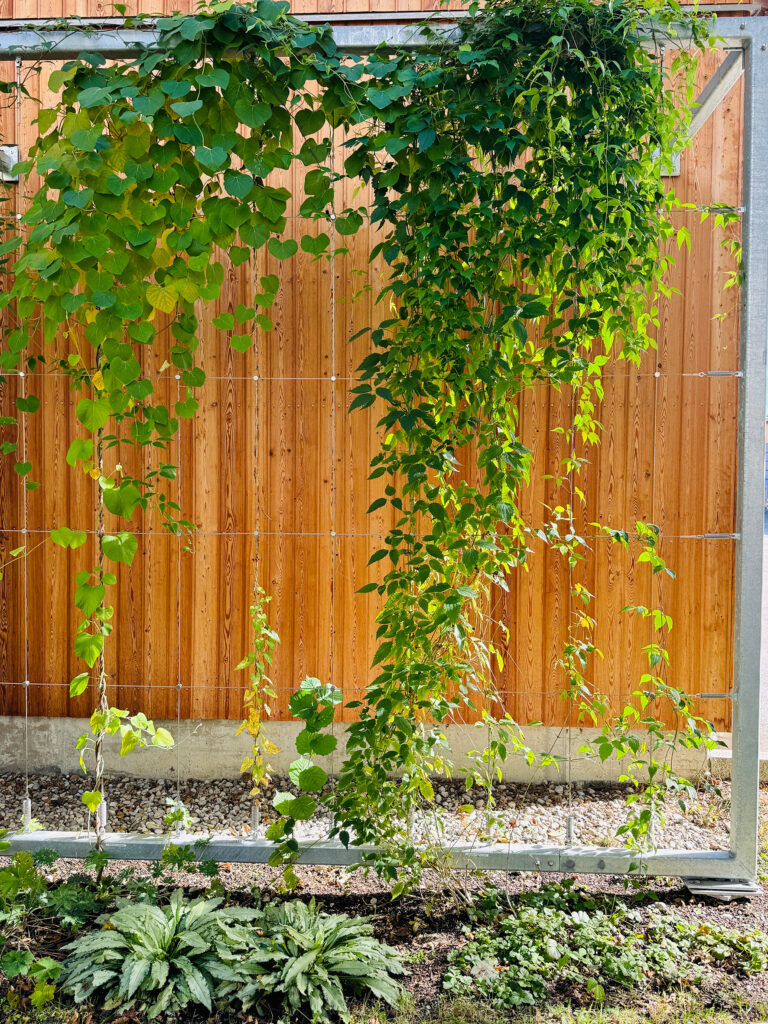 Fassadenbegrünung Betriebshöfe