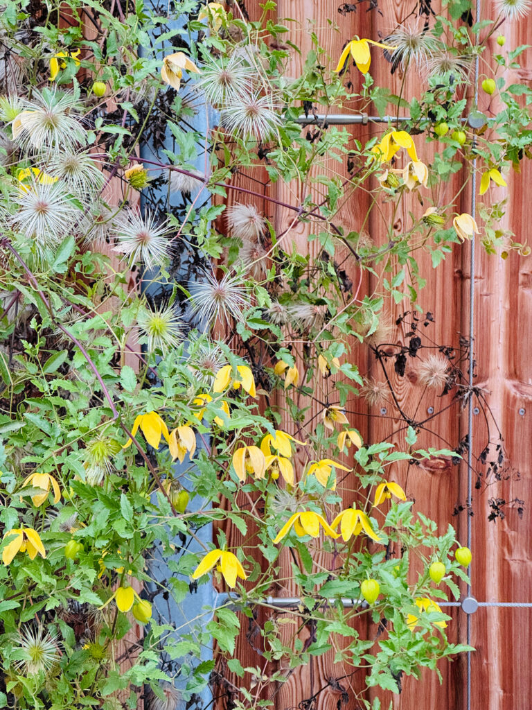 Fassadenbegrünung Betriebshöfe