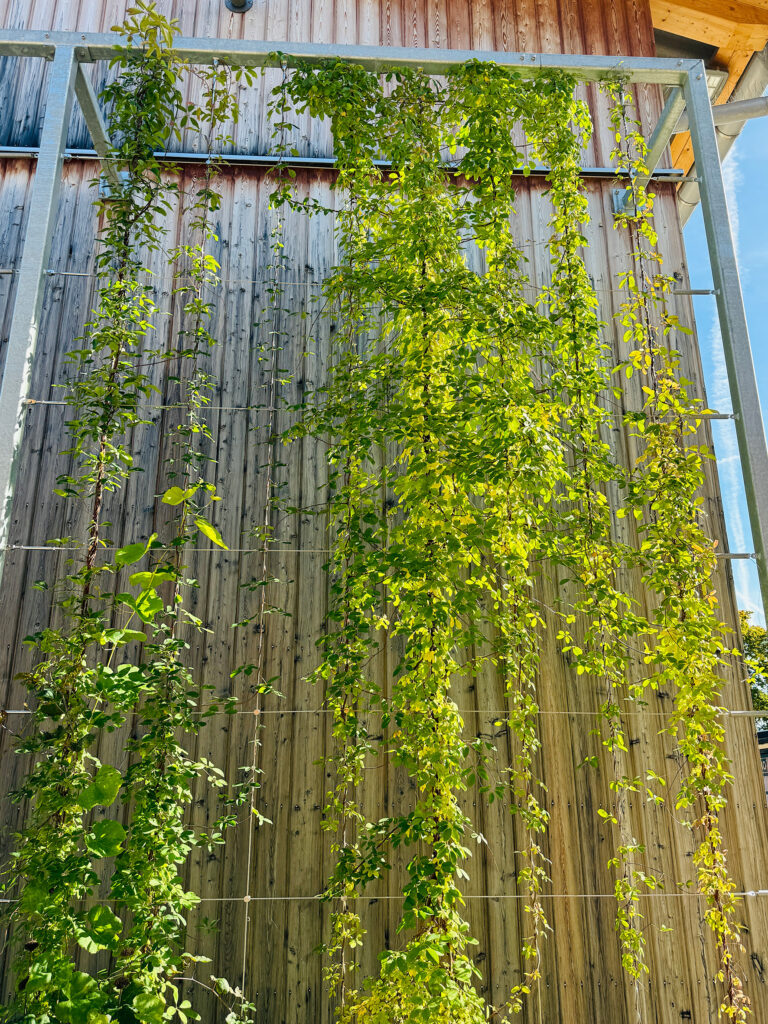 Fassadenbegrünung Betriebshöfe