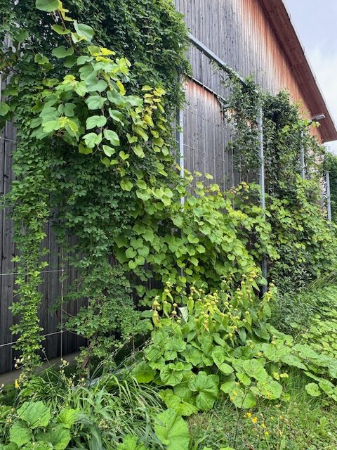 Fassadenbegrünung Betriebshöfe