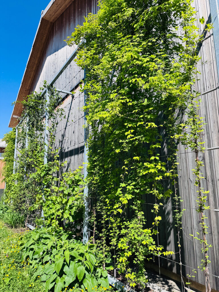 Fassadenbegrünung Betriebshöfe