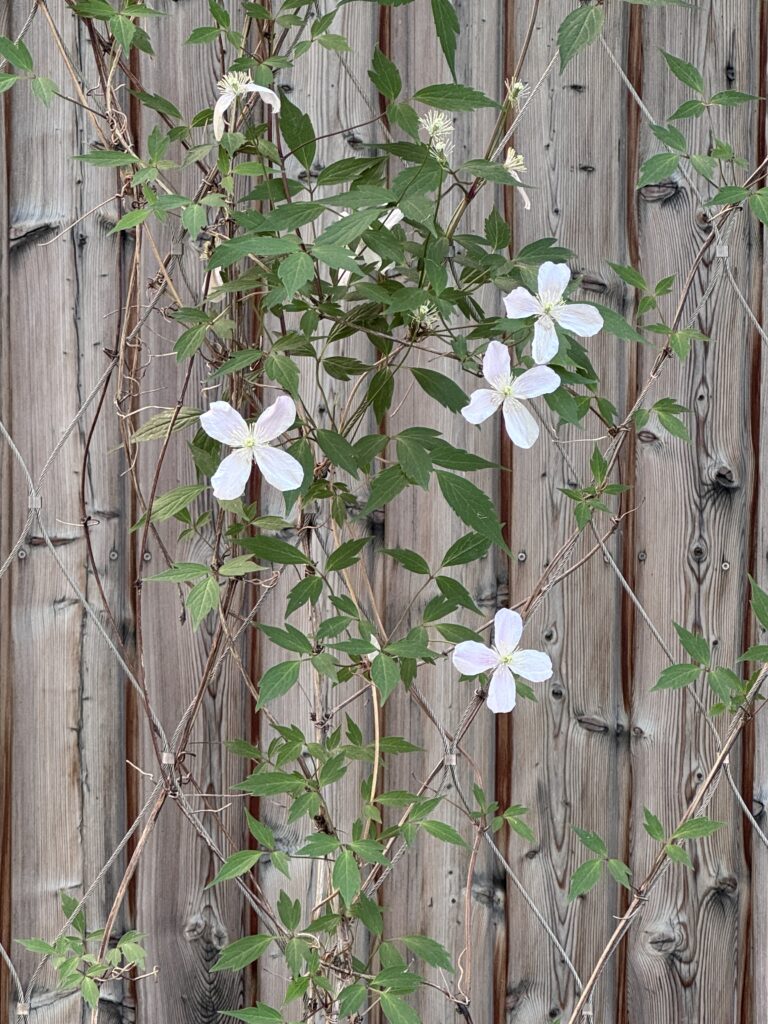 Fassadenbegrünung Betriebshöfe