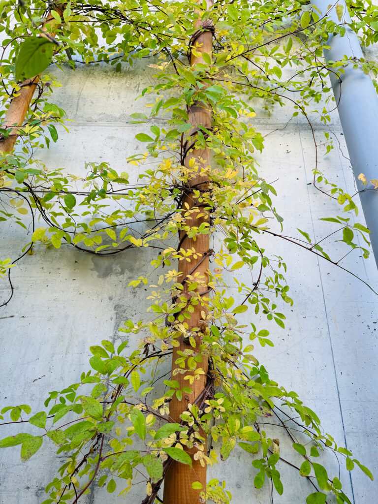 Fassadenbegrünung Betriebshöfe